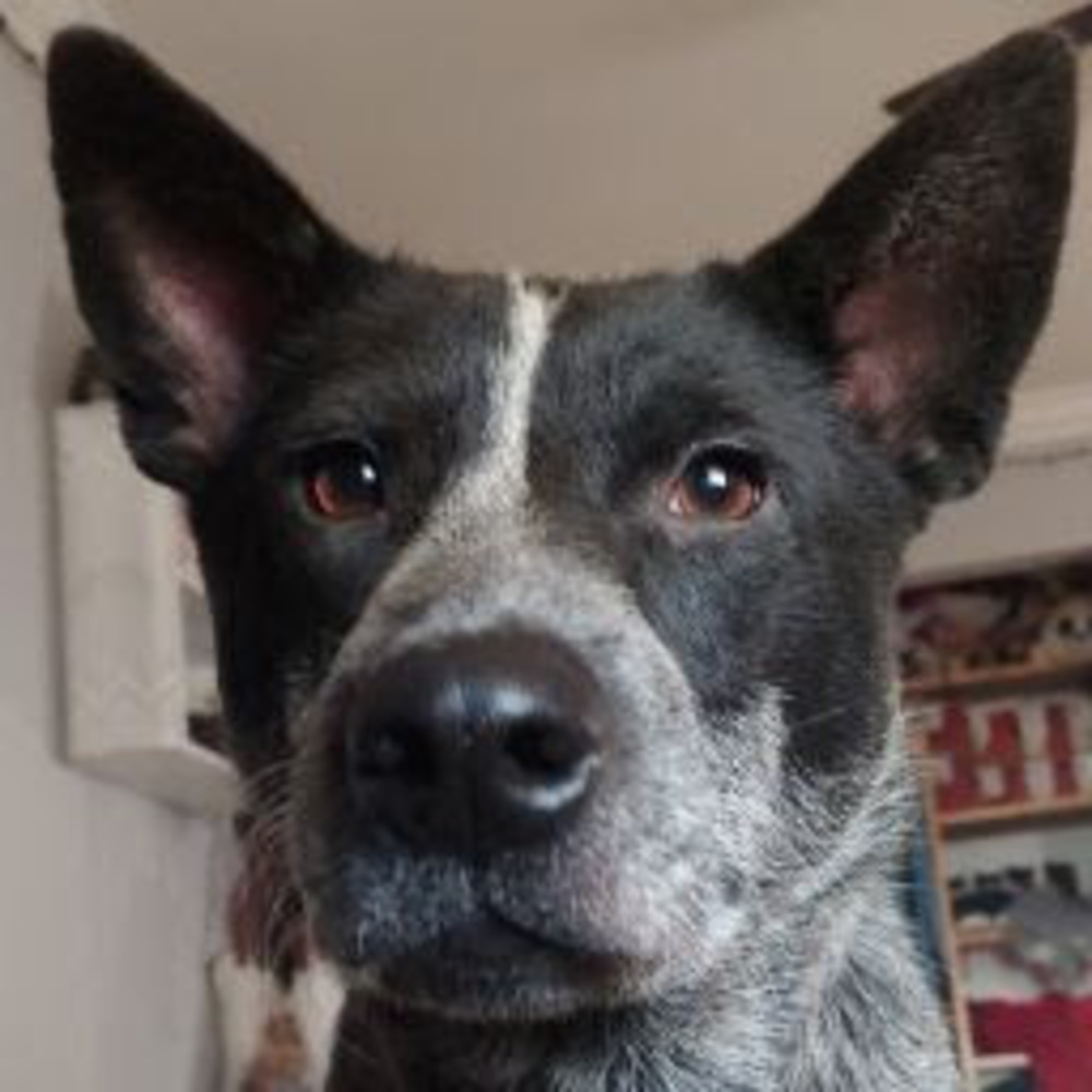 Meet your Posher, Morgan